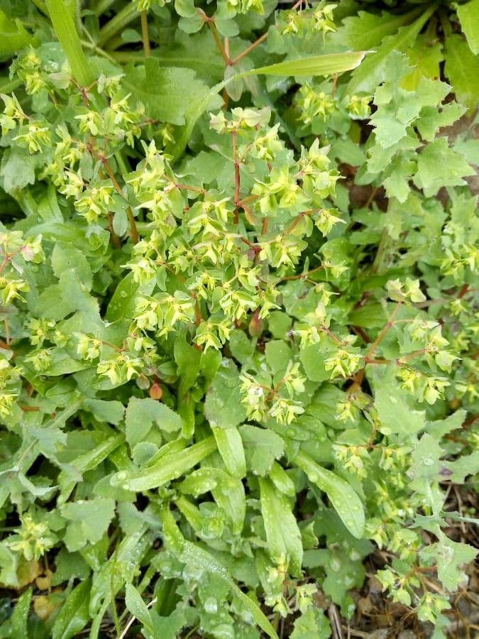 Garten-Wolfsmilch 7