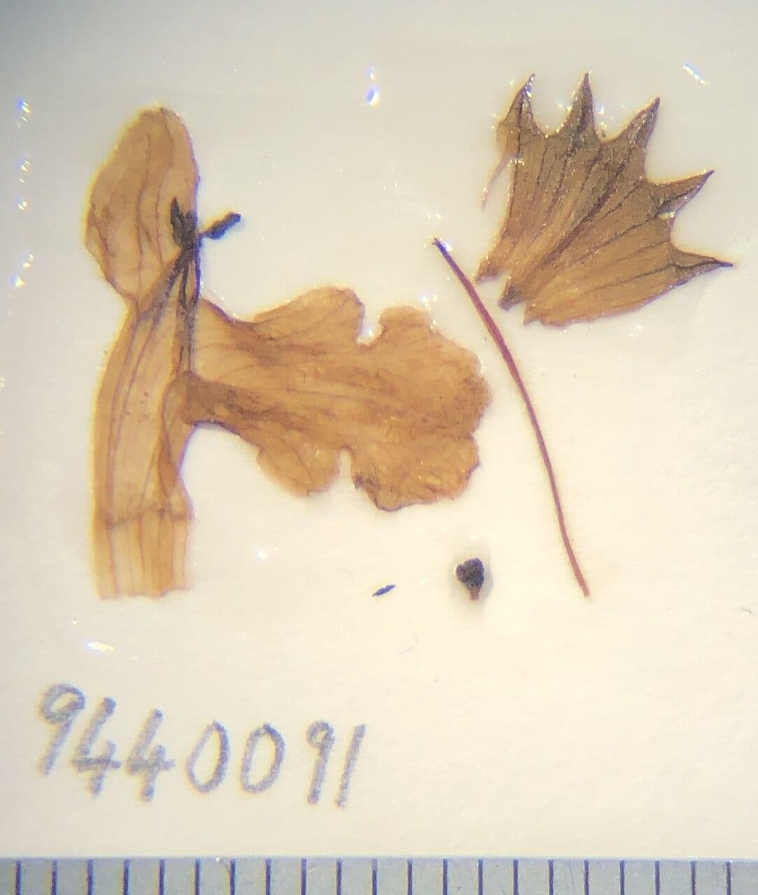 Stachys 11