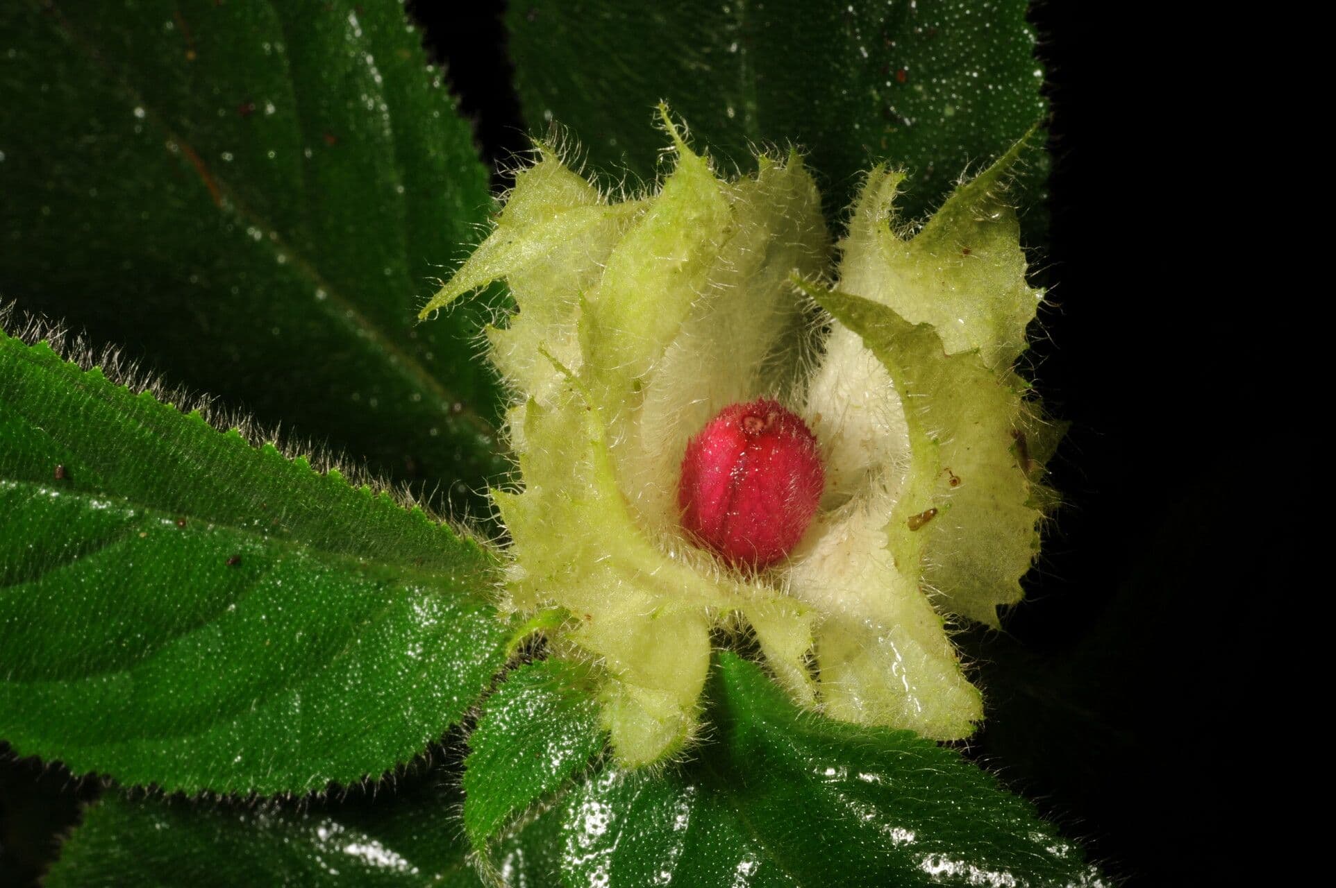 Drymonia pelosa