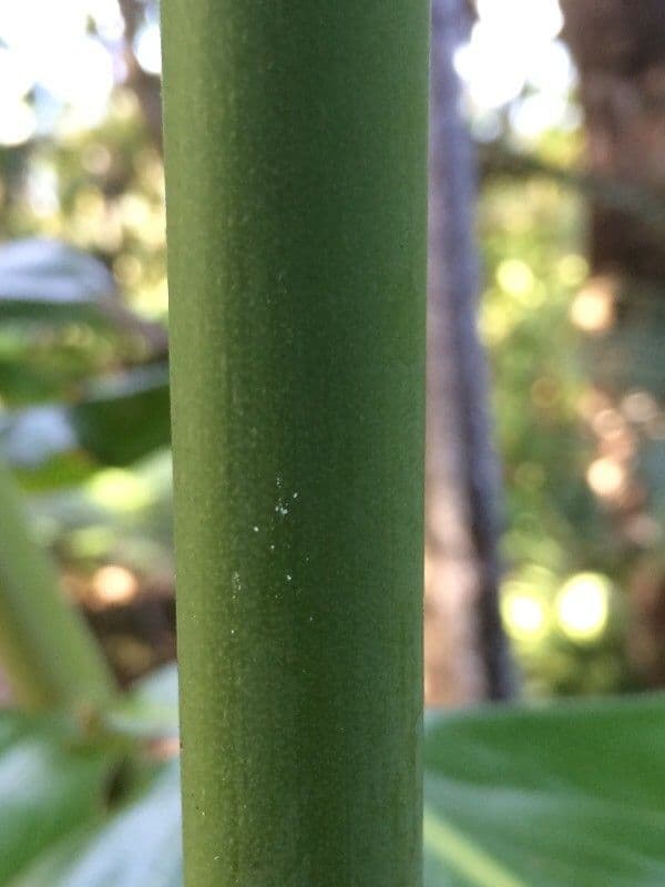 Fleur de cire philippine 24