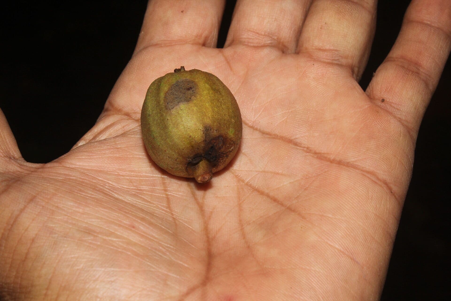Alfaroa