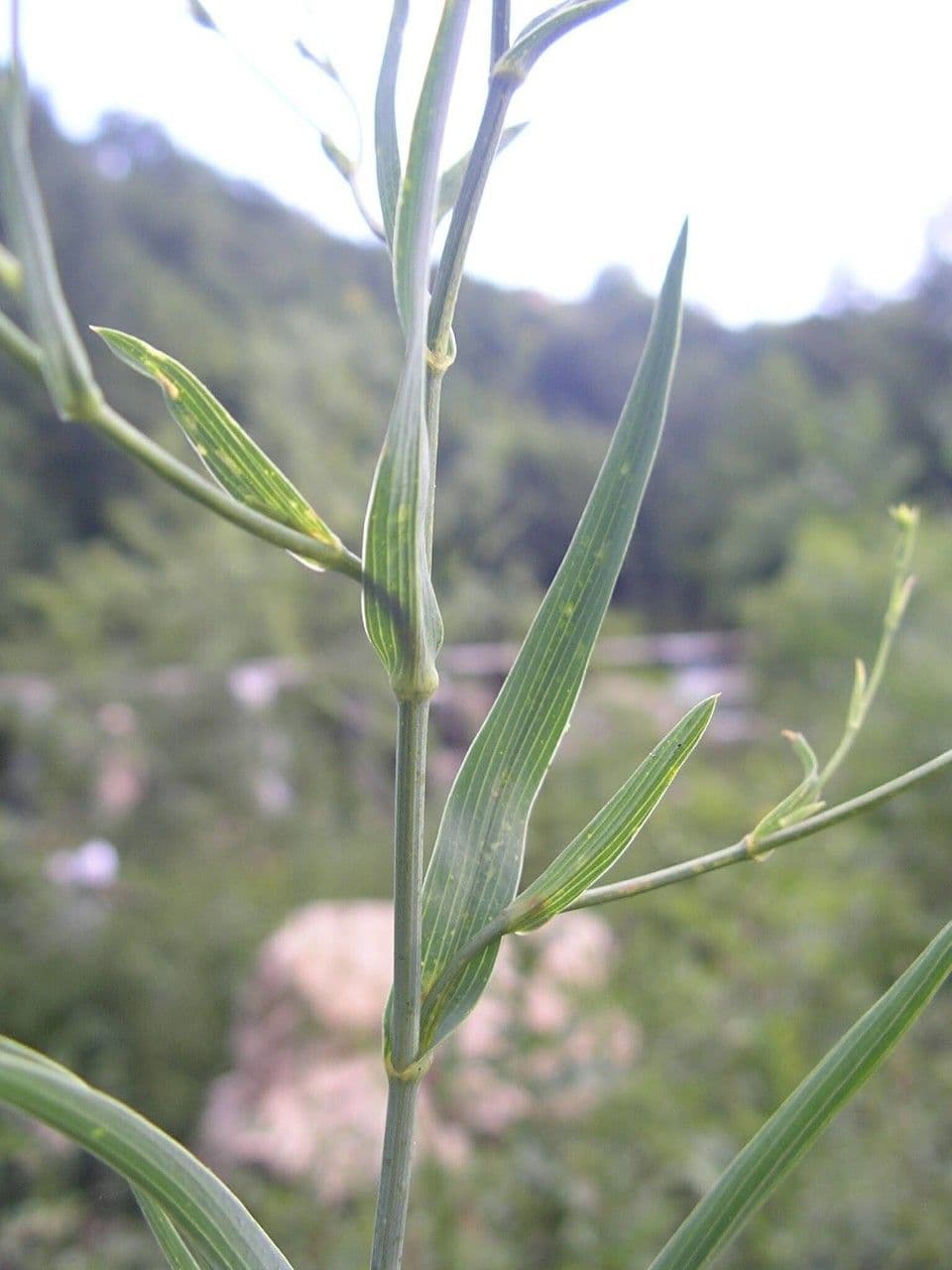 Bupleurum 20