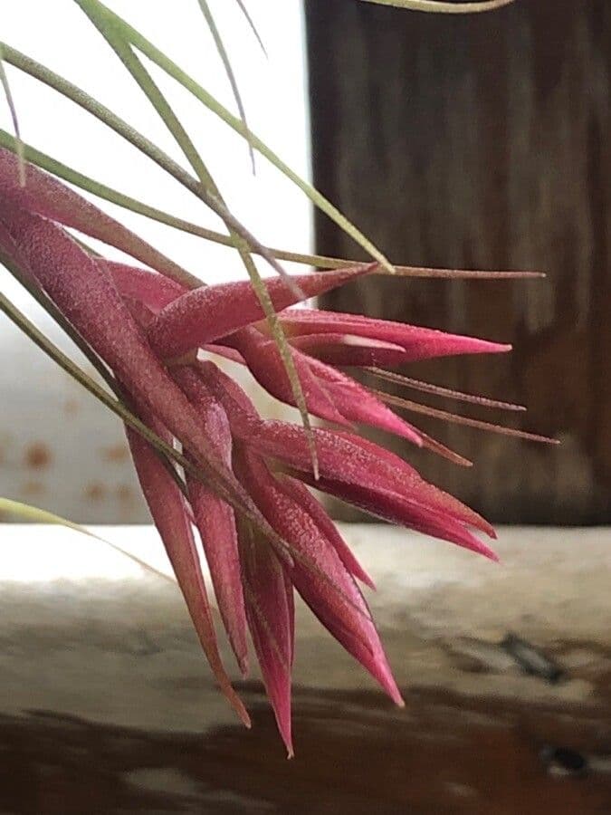 Tillandsia