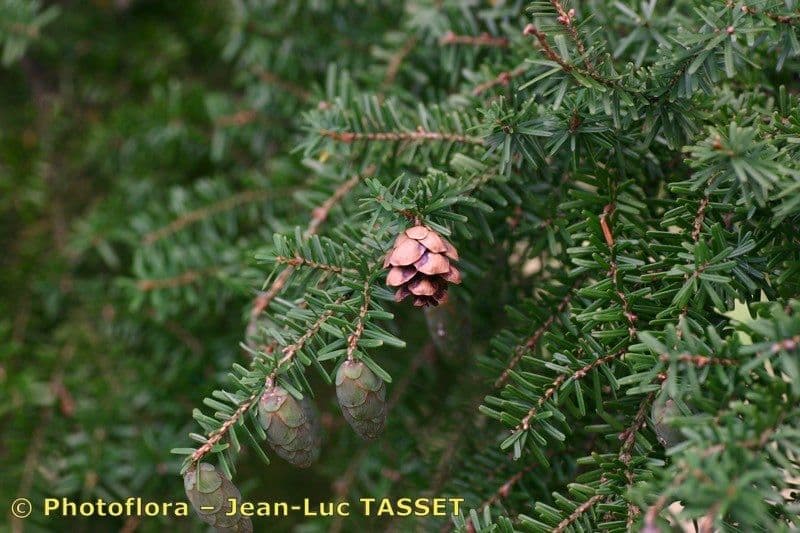Tsuga occidentale 27