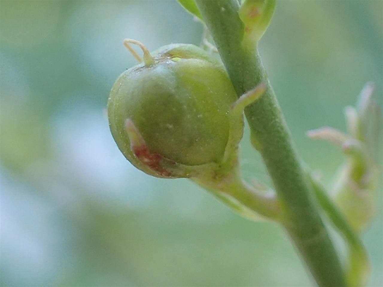 Linaria strisciante 2
