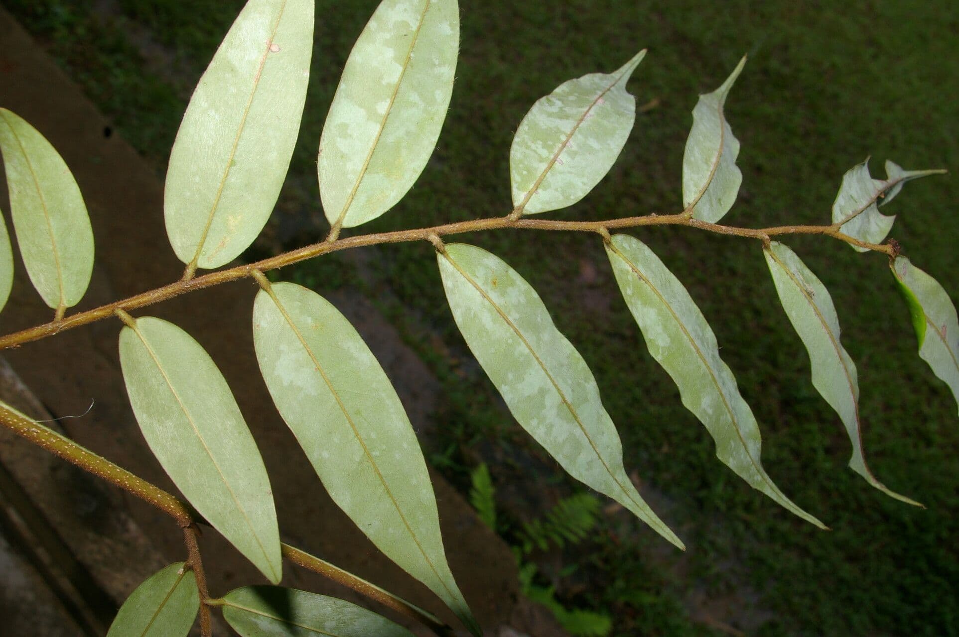 Xylopia 7