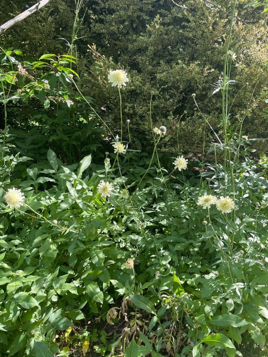 Giant-scabious 9