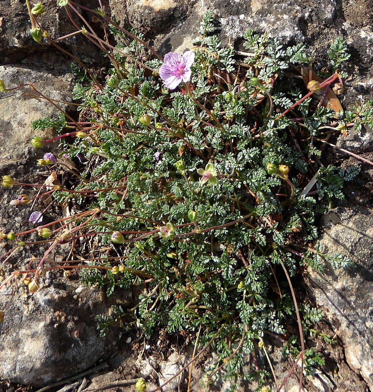 Stinkender Storchschnabel 14