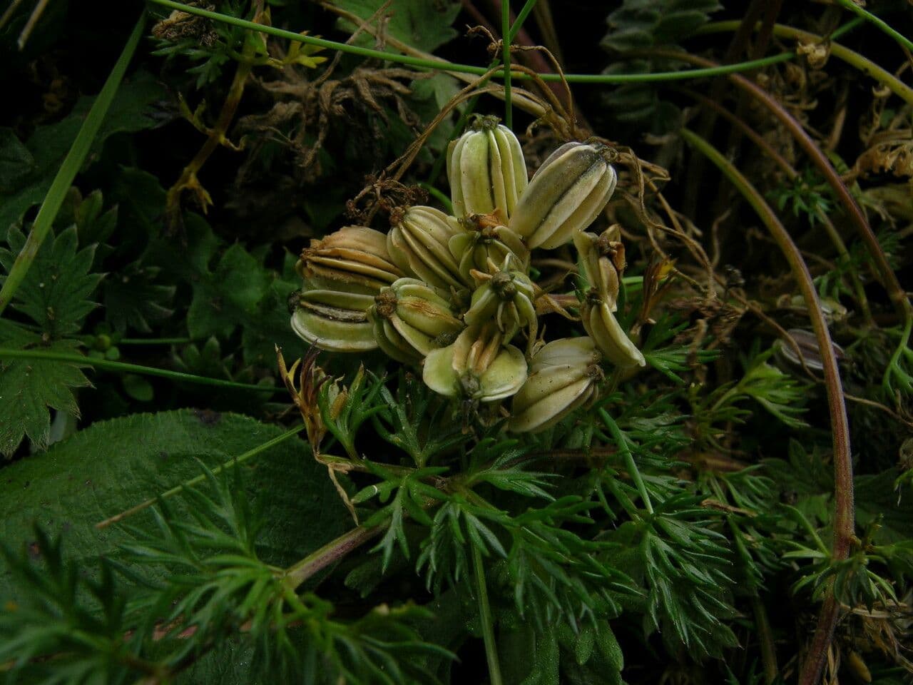 Cortia 8