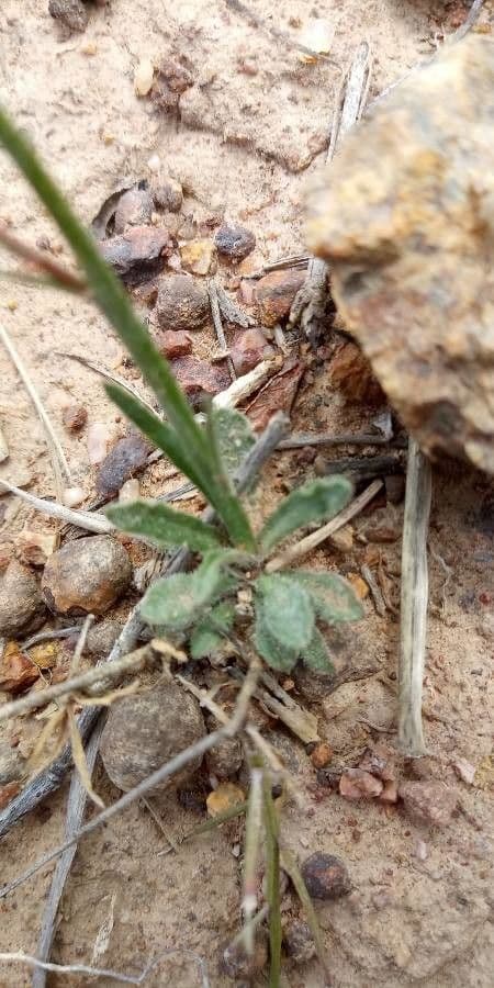 Wahlenbergia stricta 6