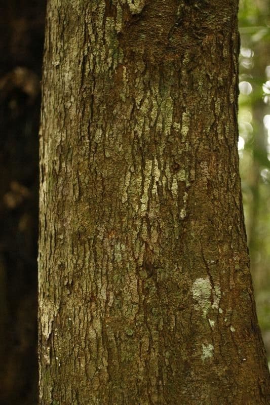 Protium tenuifolium 11