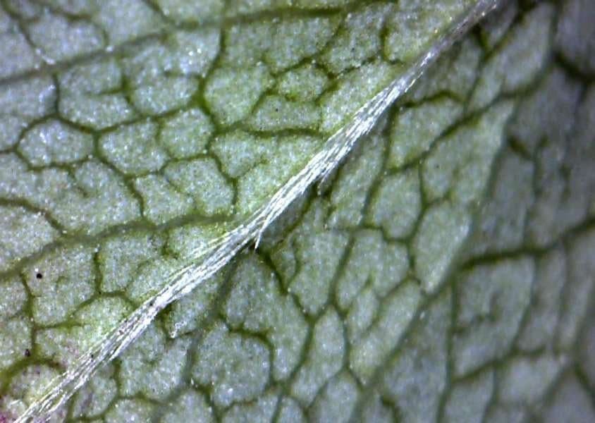 Alchemilla incisa 7