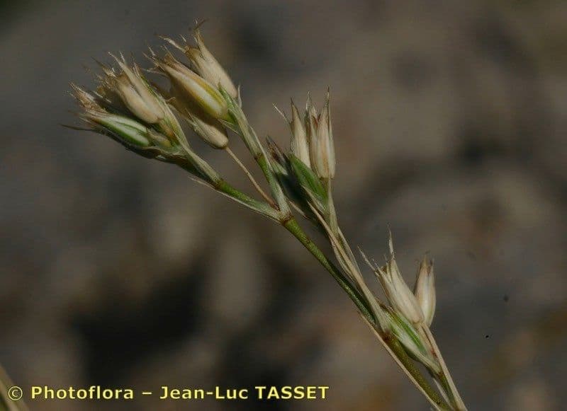 Minuartia mucronata