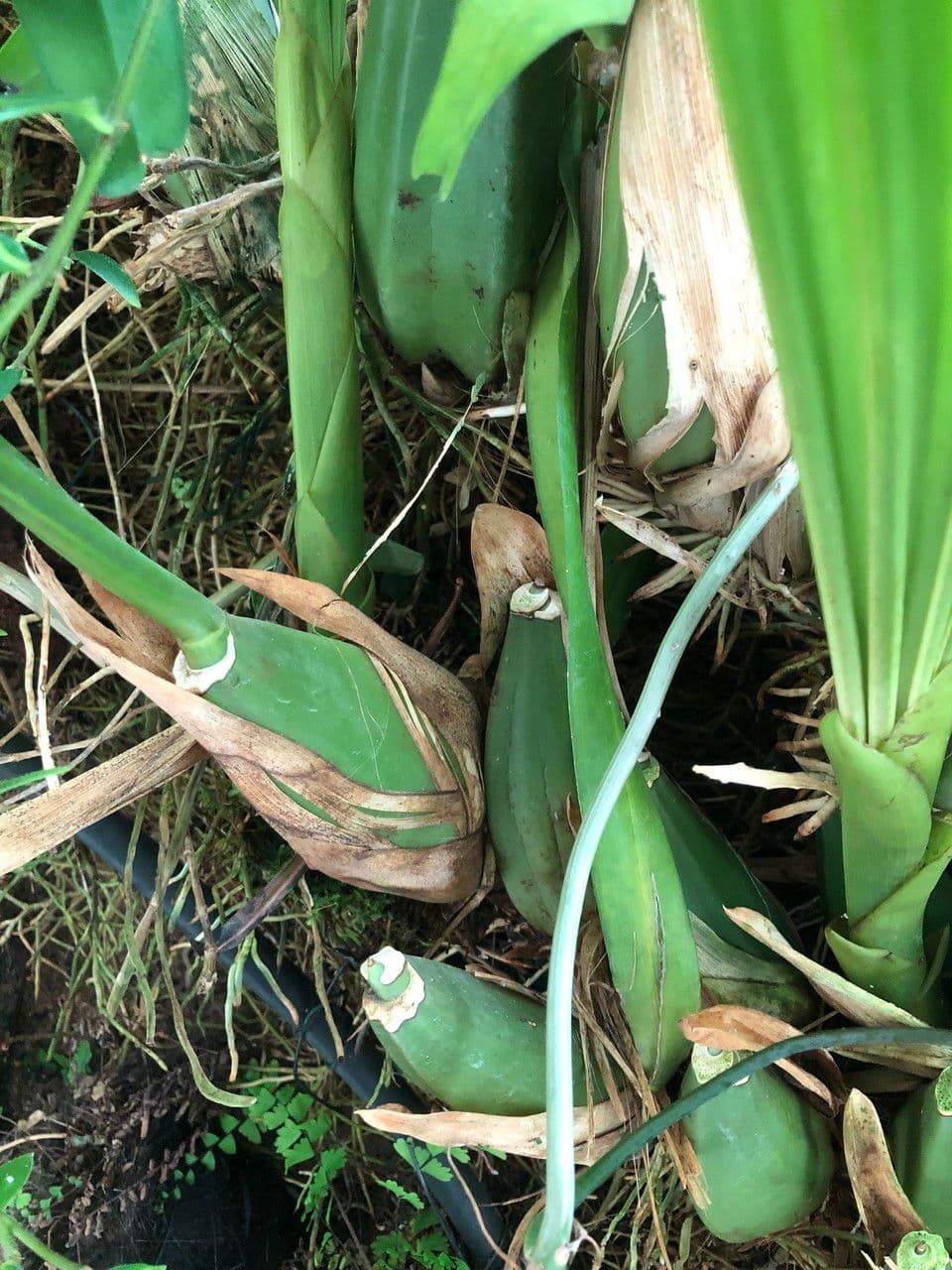 Coelogyne 17