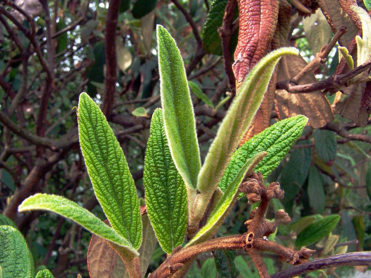 Buddlejaleaf viburnum 9