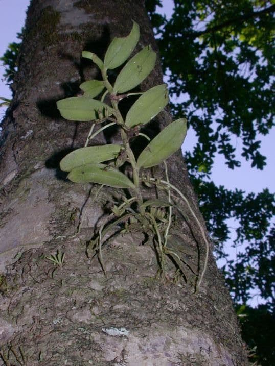 Orchidea 7