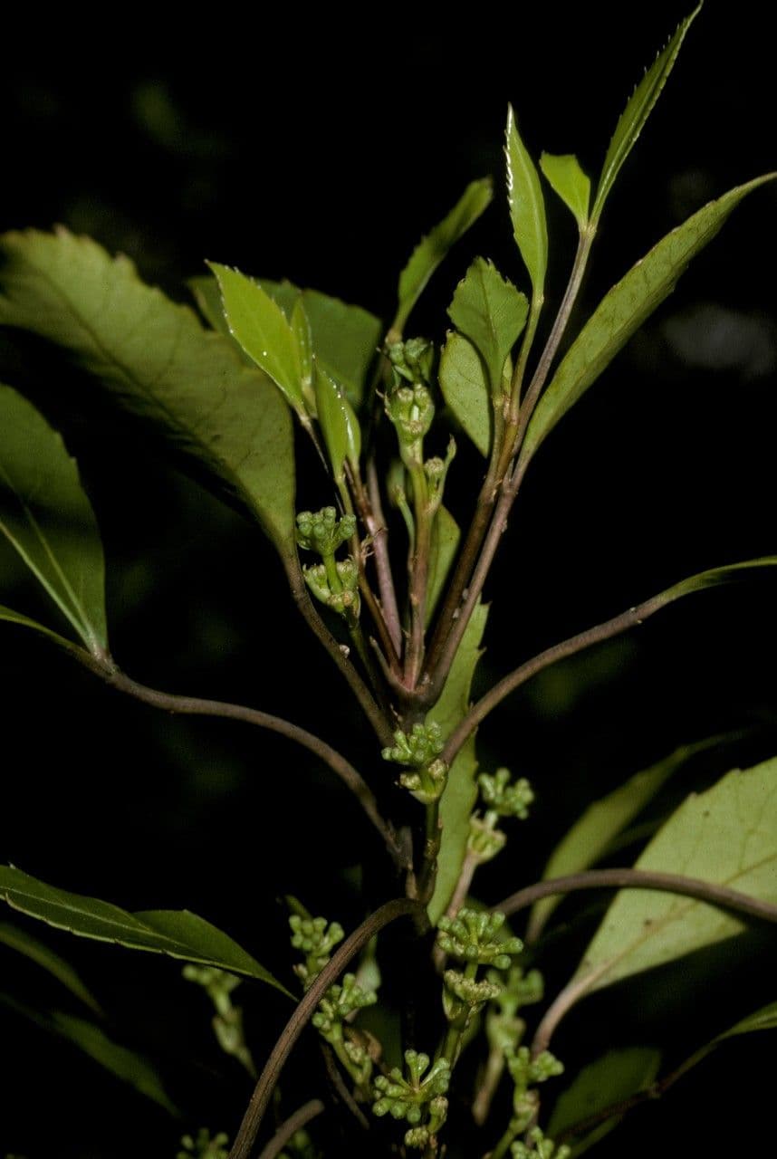 Raukaua simplex 2
