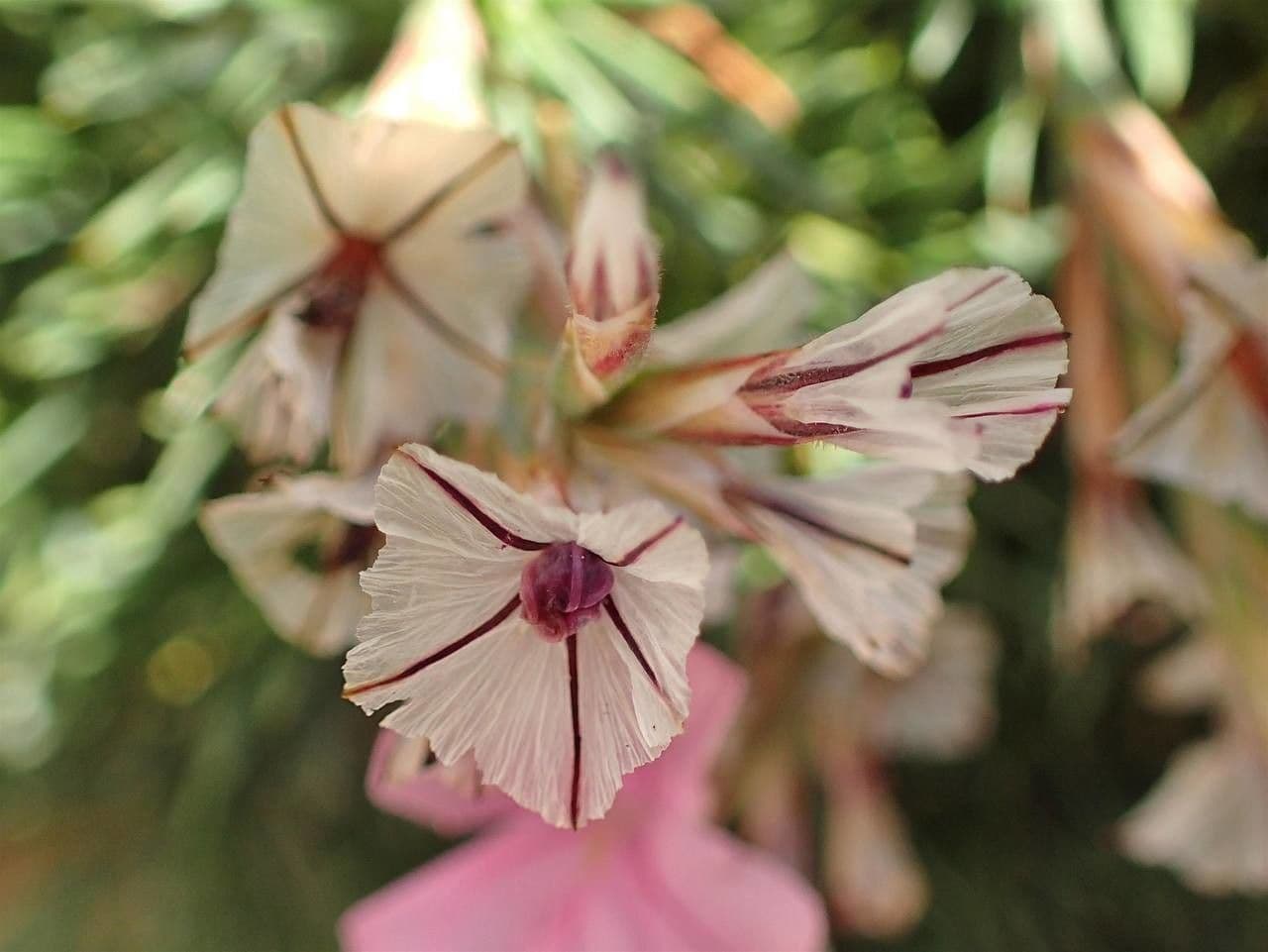 Acantholimon 7
