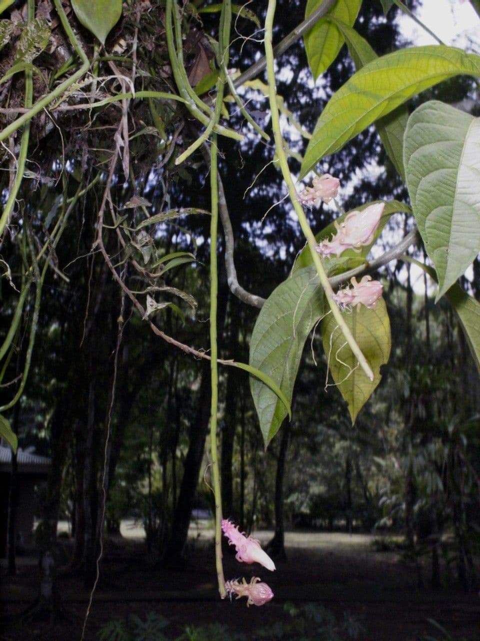 Weberocereus 15