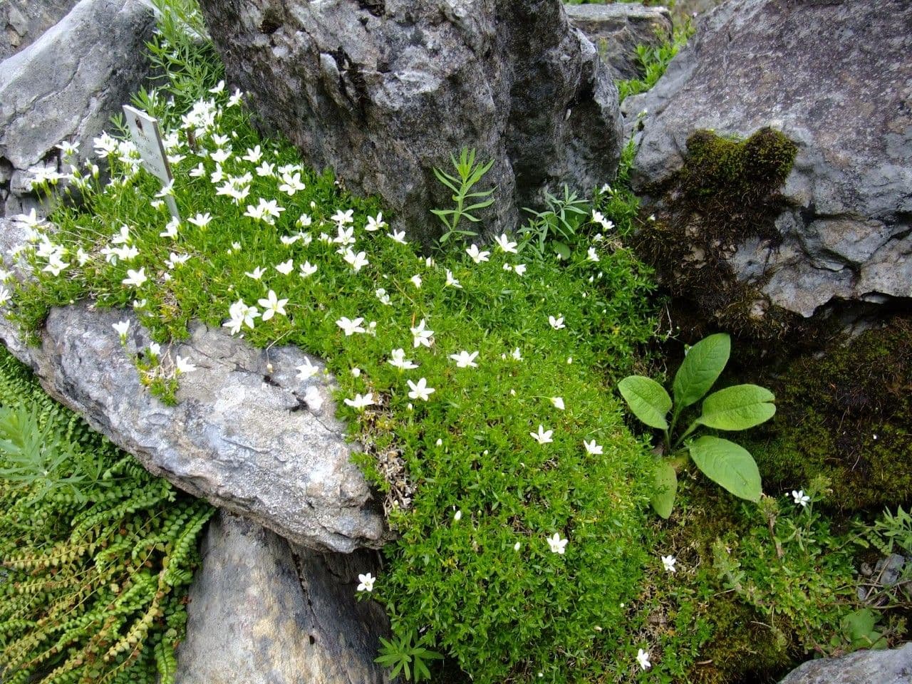 Arenaria 3