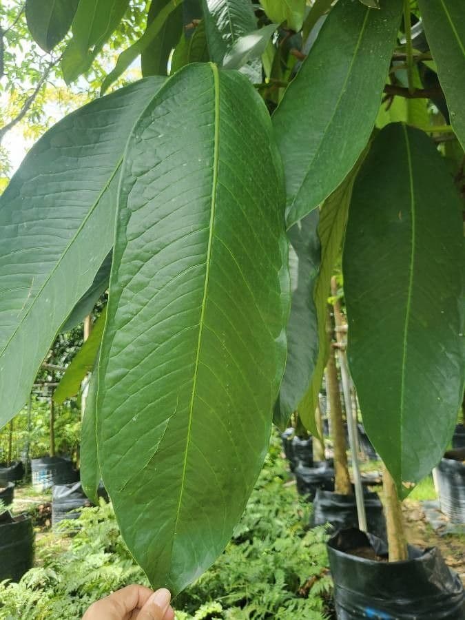 Garcinia