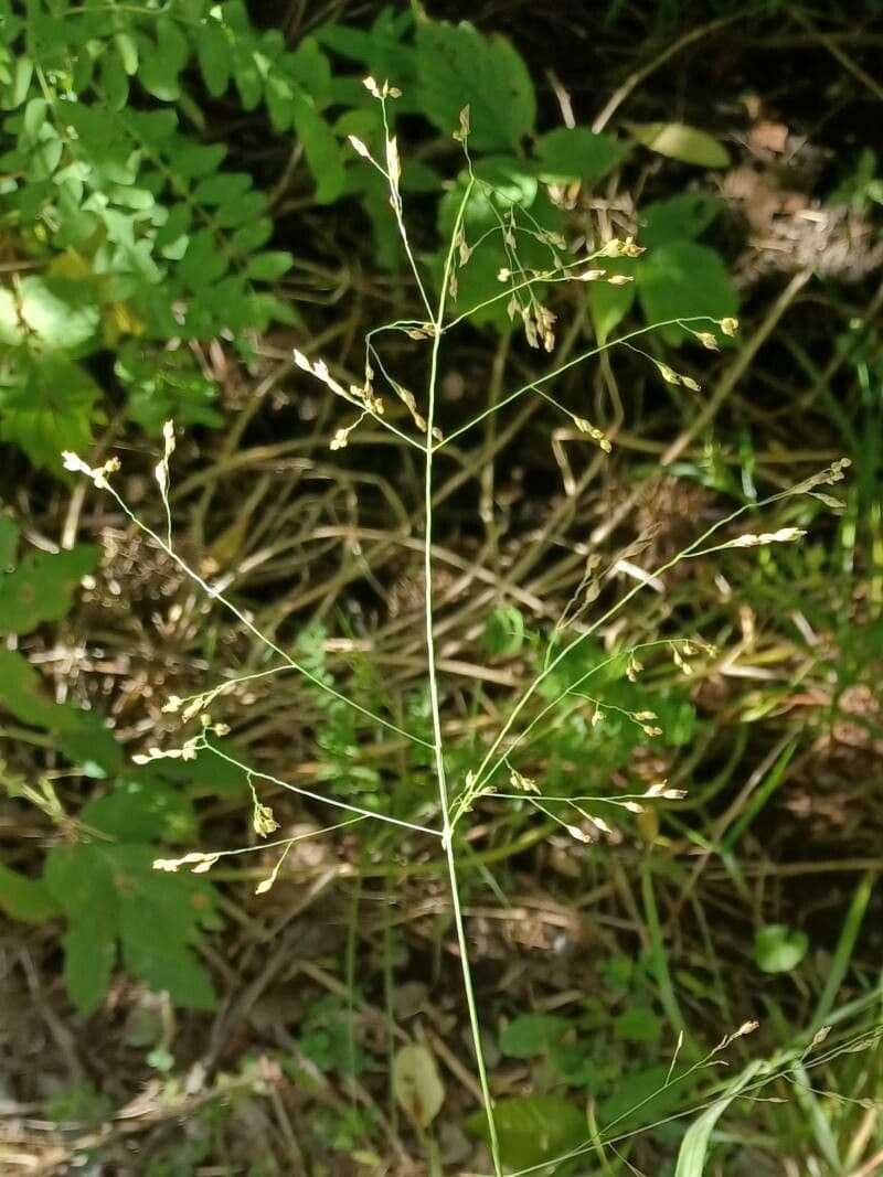 Agrostide scabrosa