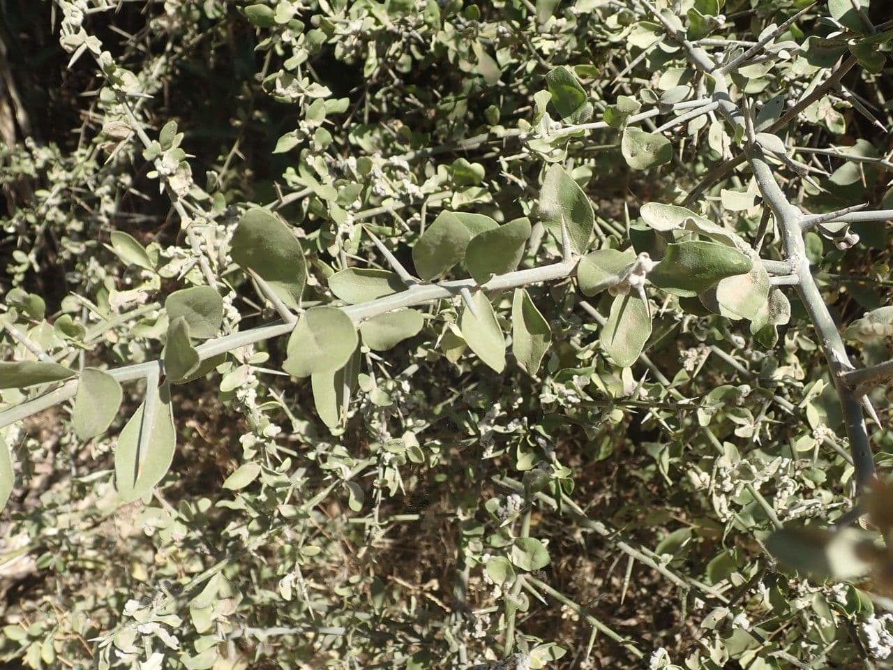 Dattier du désert 22