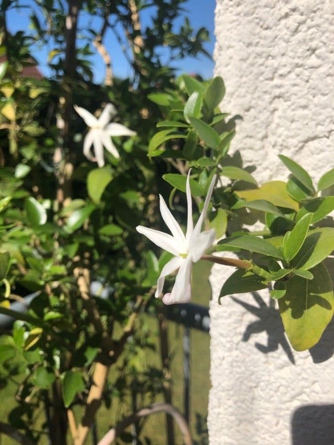 Jasminschlinger 5