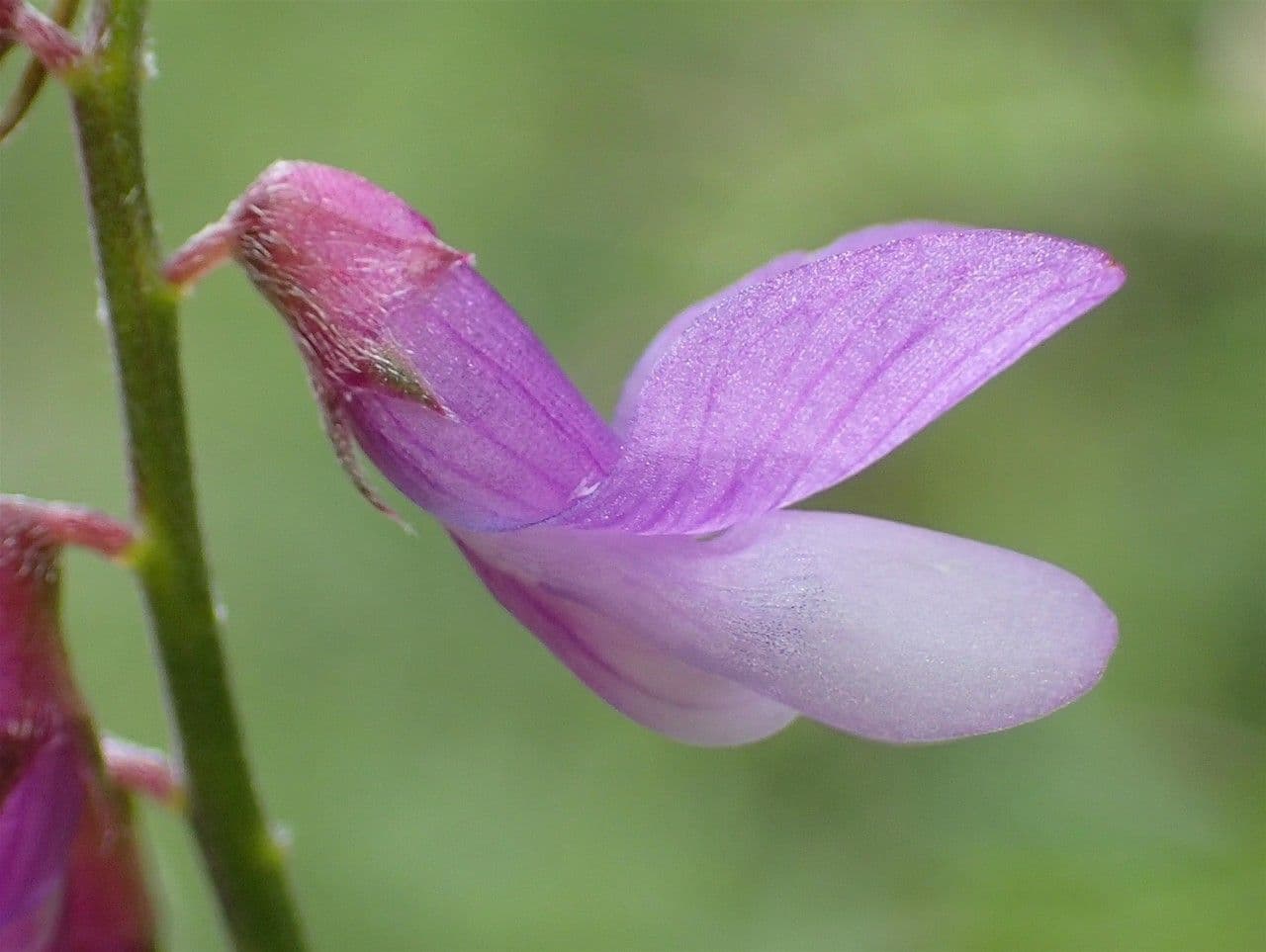 Schmalblättrige Wicke 8