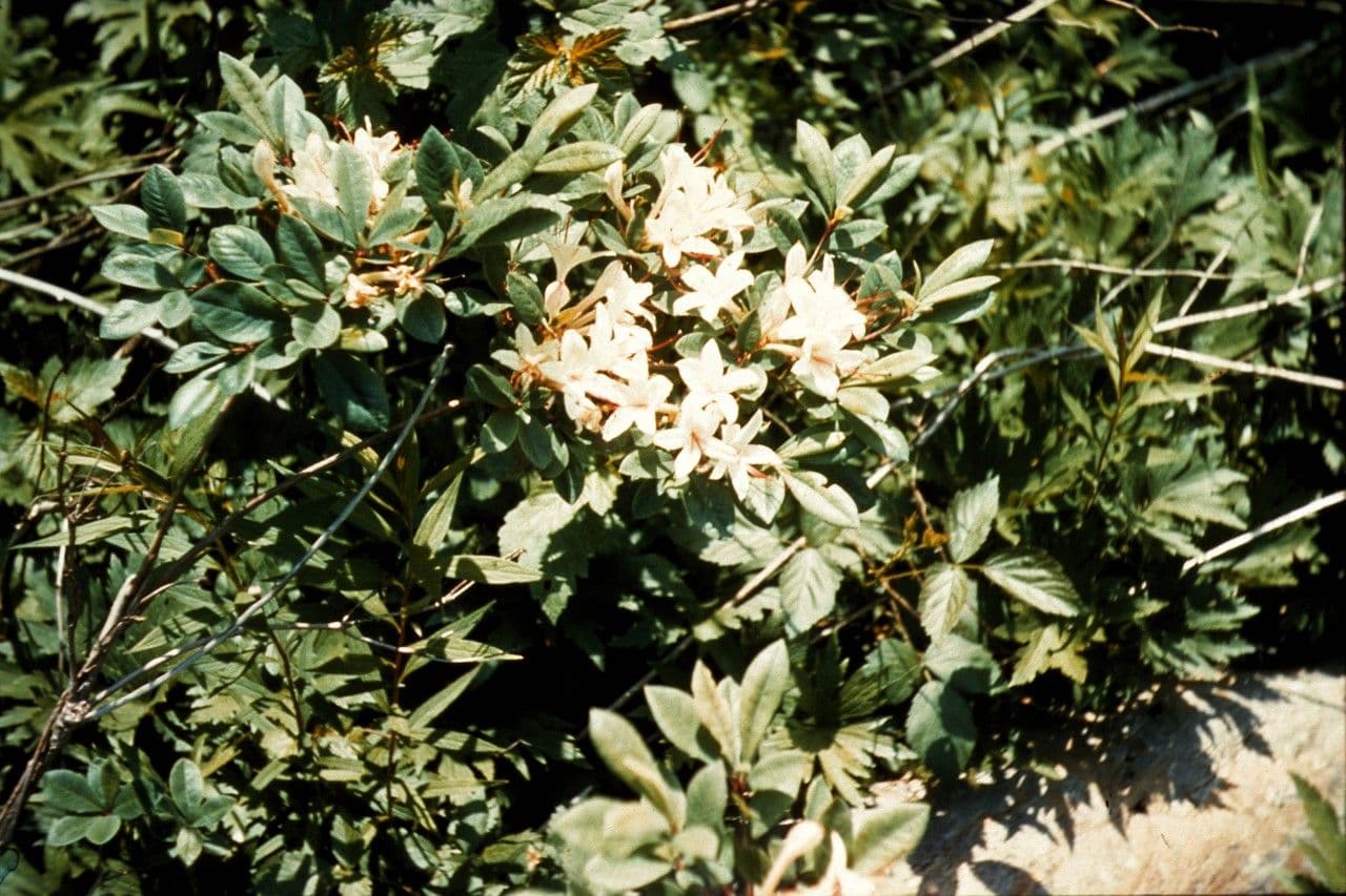 Azalea dolce 7