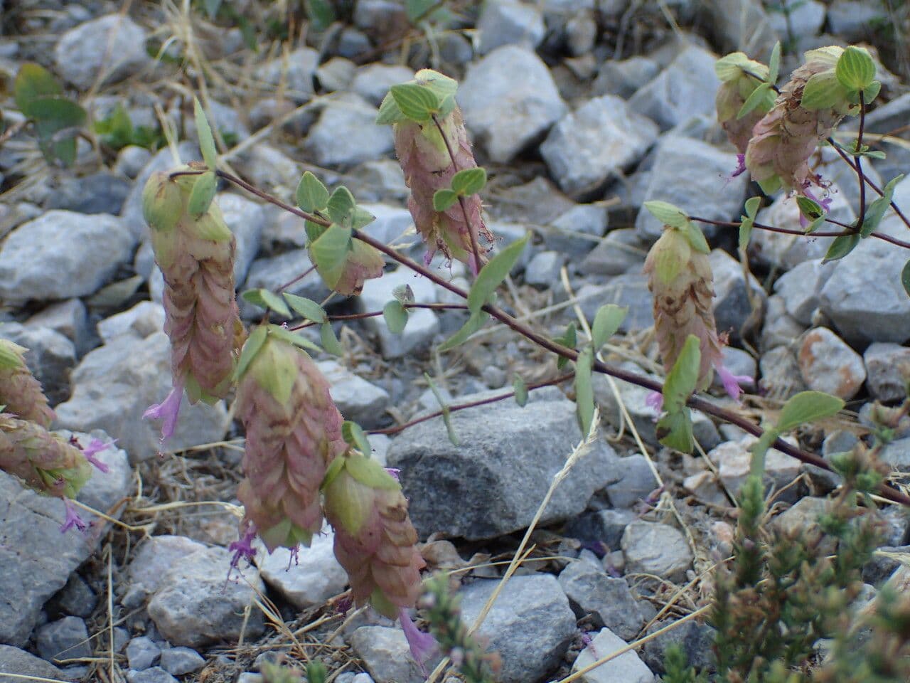 Oregano 7