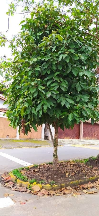 Syzygium malaccense 14