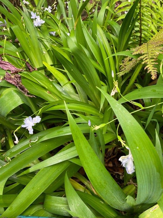 Iris japonés 11