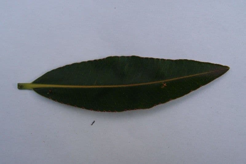 Stillingia 26