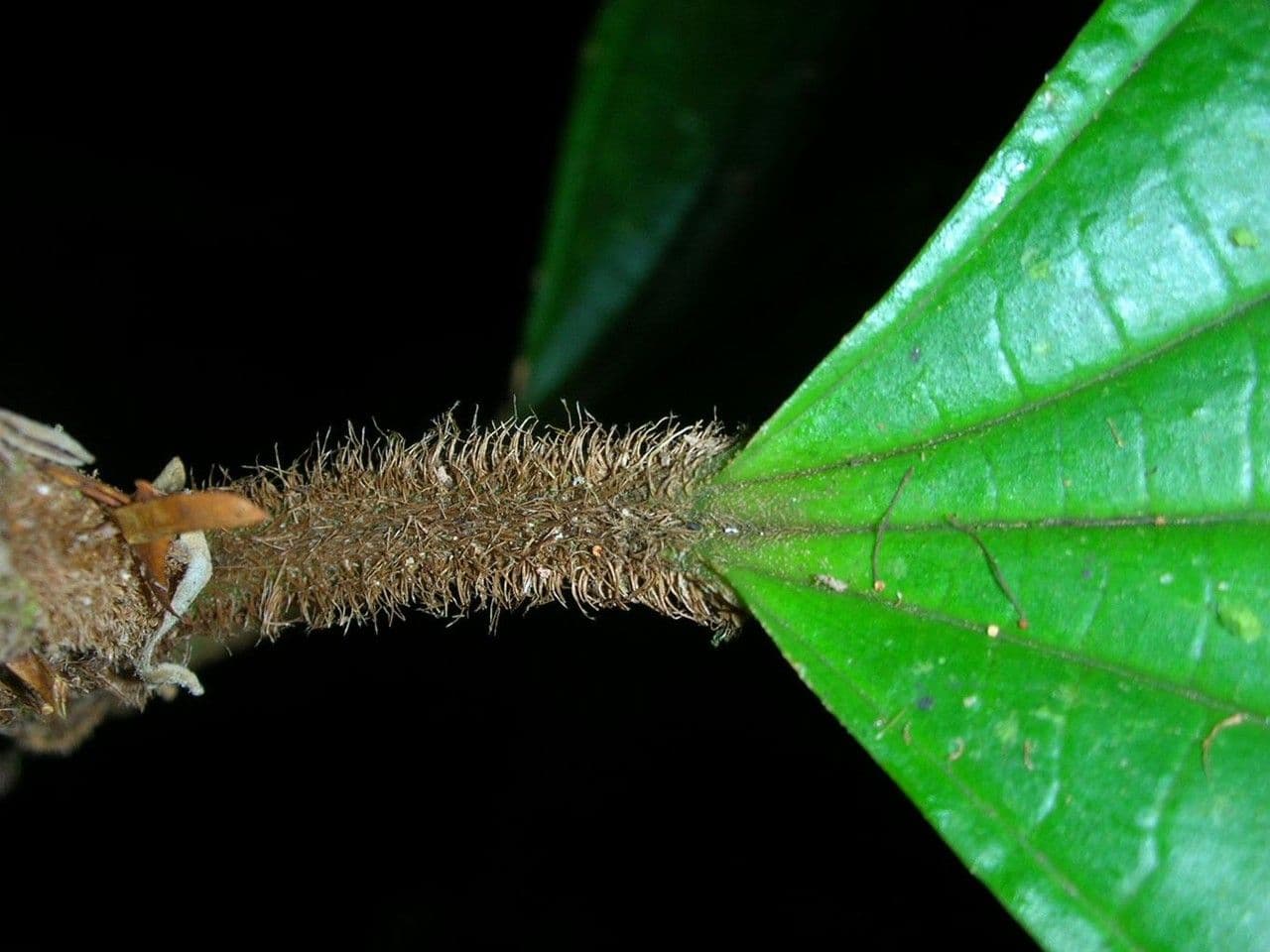 Miconia 17