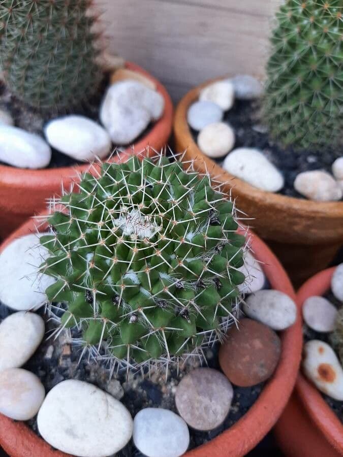Mammillaria 21