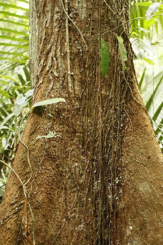 Eriotheca 7