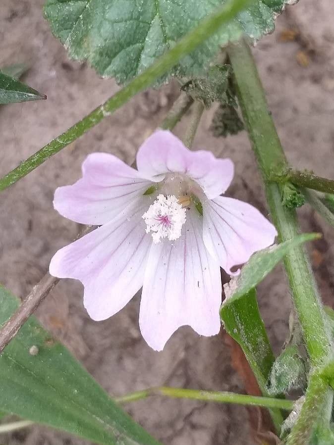 Malva domestica 10