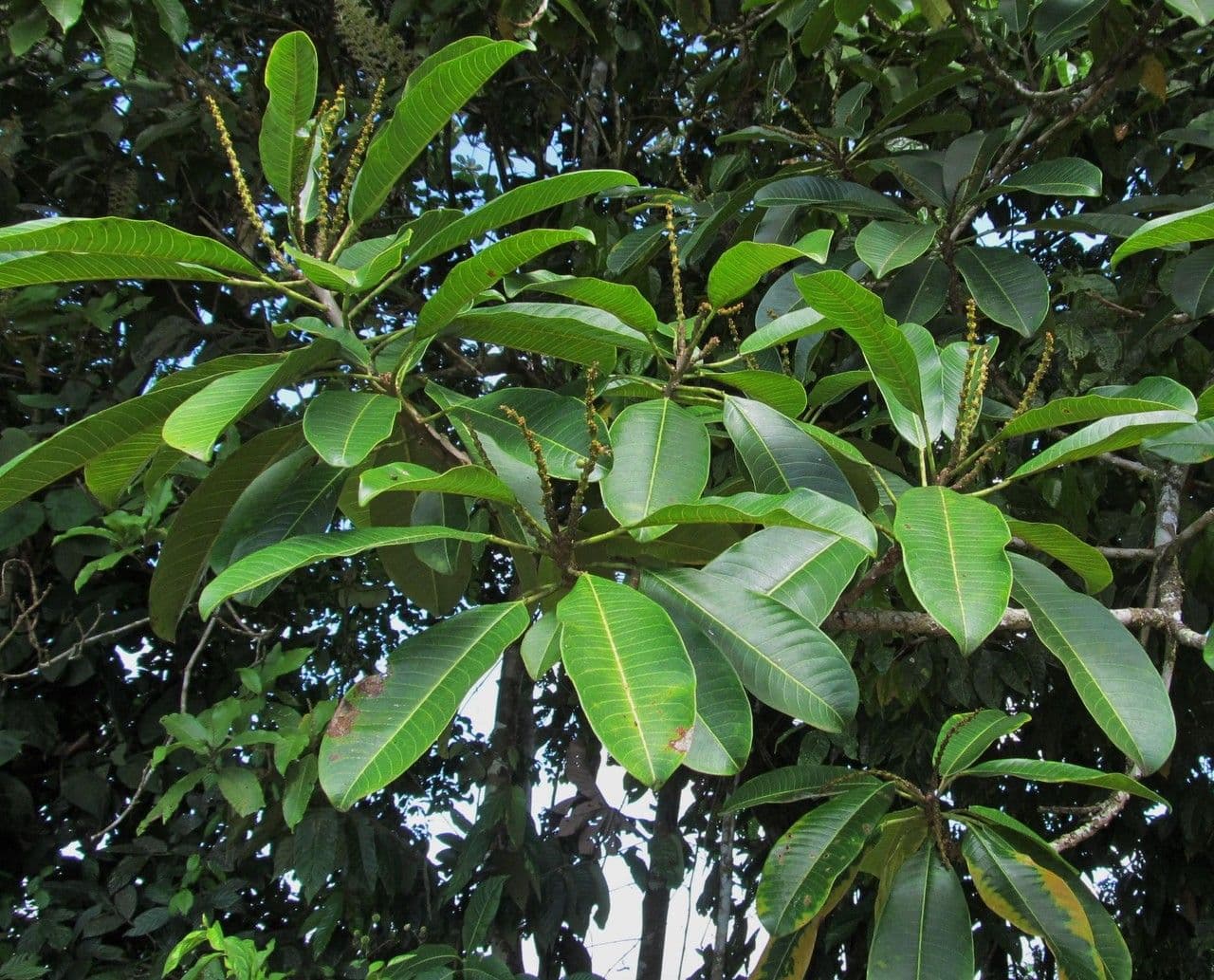 Sapium 8