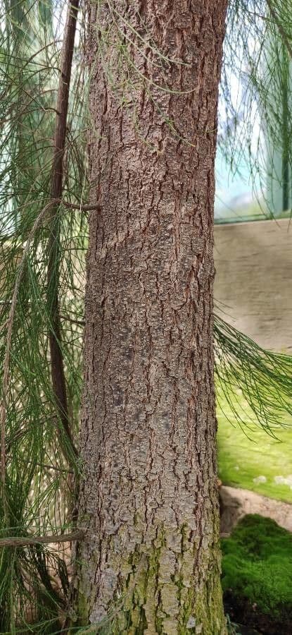 Allocasuarina glauque 14
