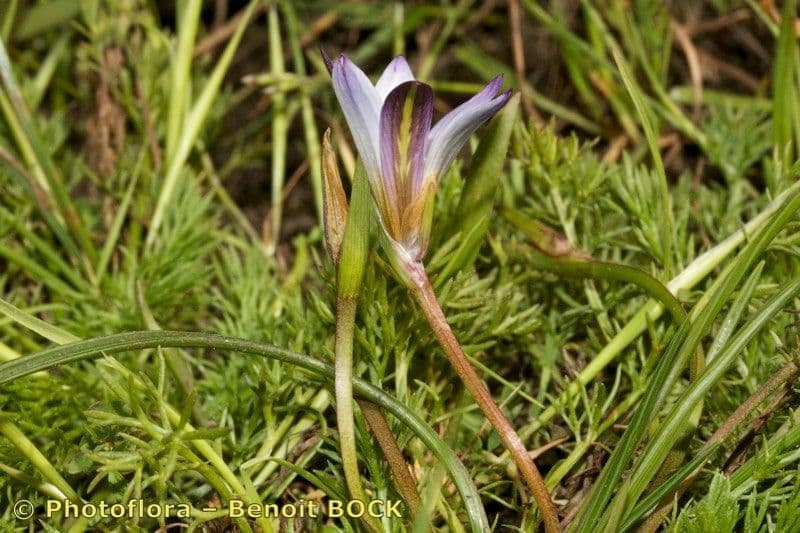 Romulea bulbocodium 23