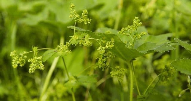 Alchemilla pelosa 9