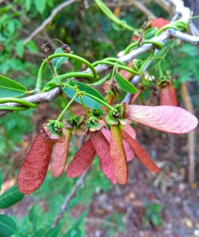 Heteropterys tomentosa