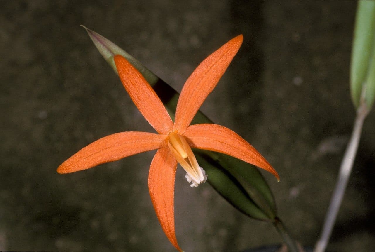 Cattleya 2