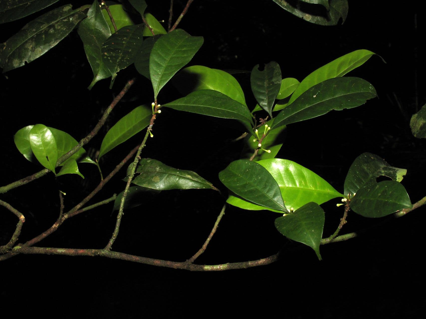 Pouteria 5