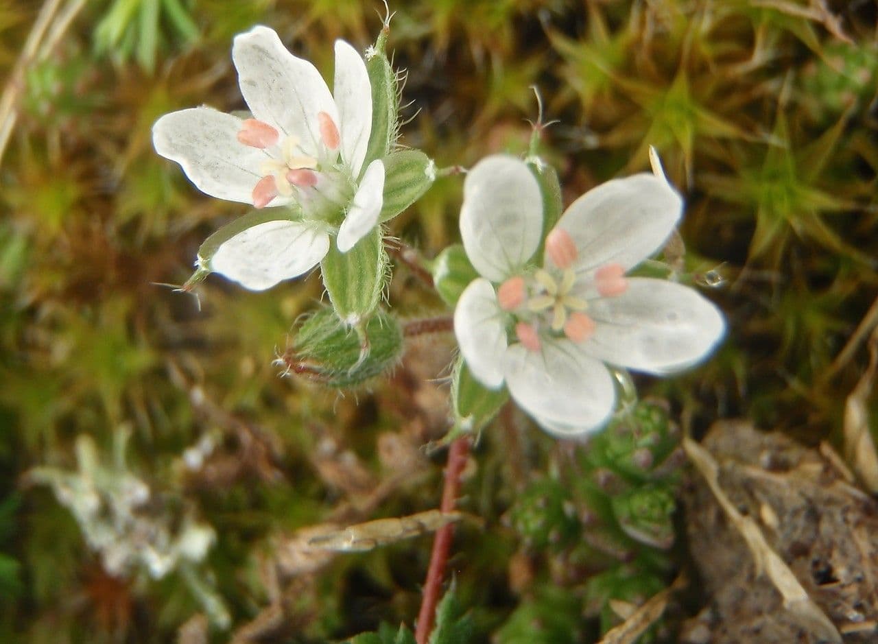 Klebriger Storchschnabel 8