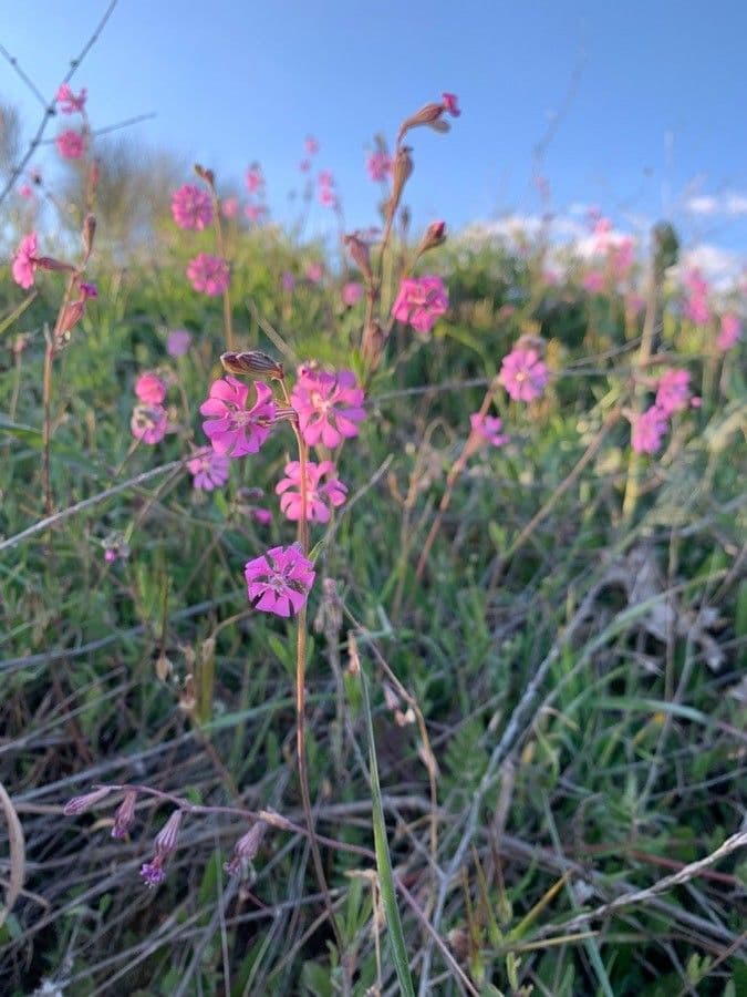 Silene 27