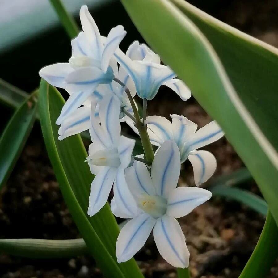 Puschkinia scilloides 5
