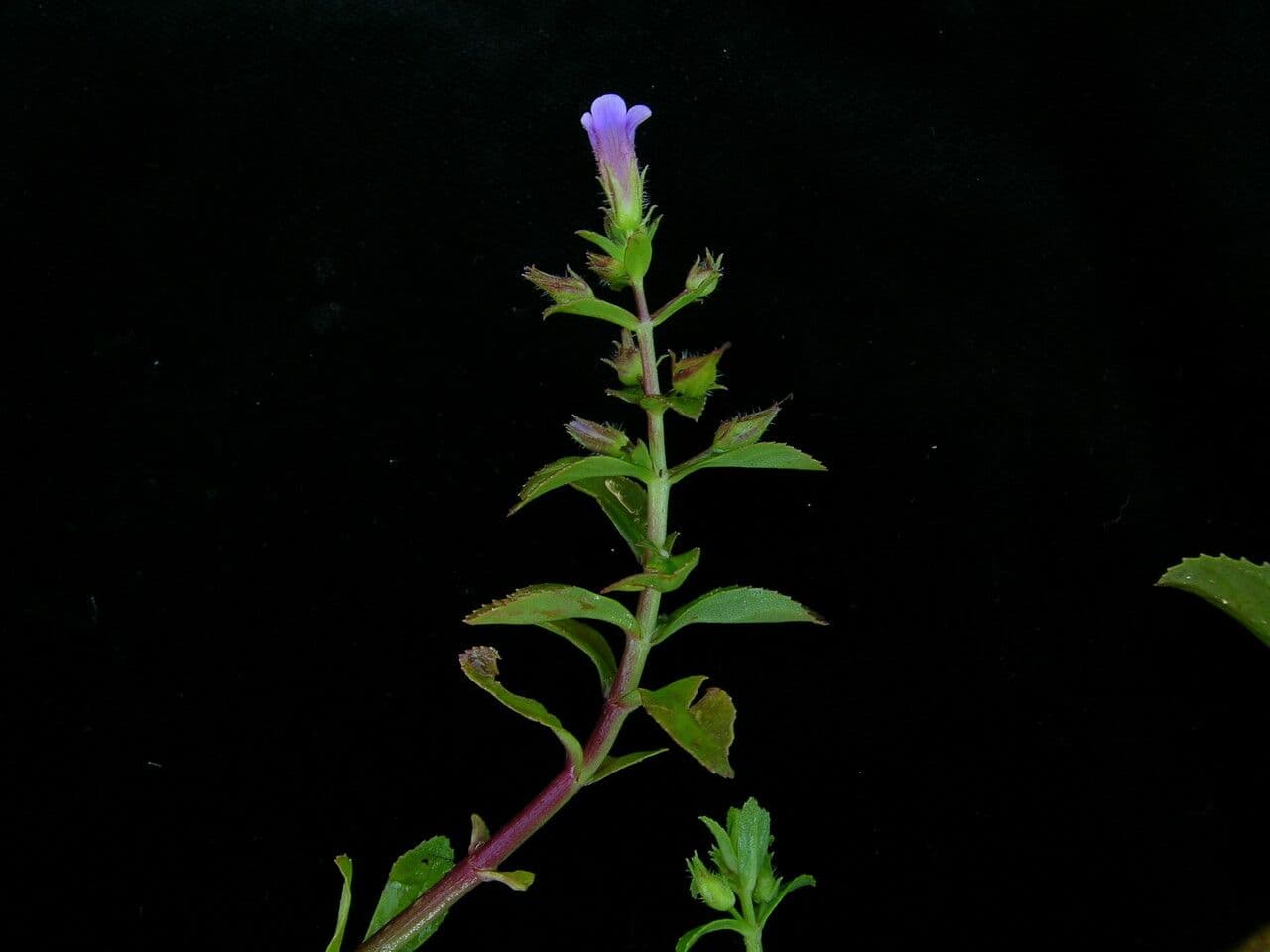 Limnophila 4
