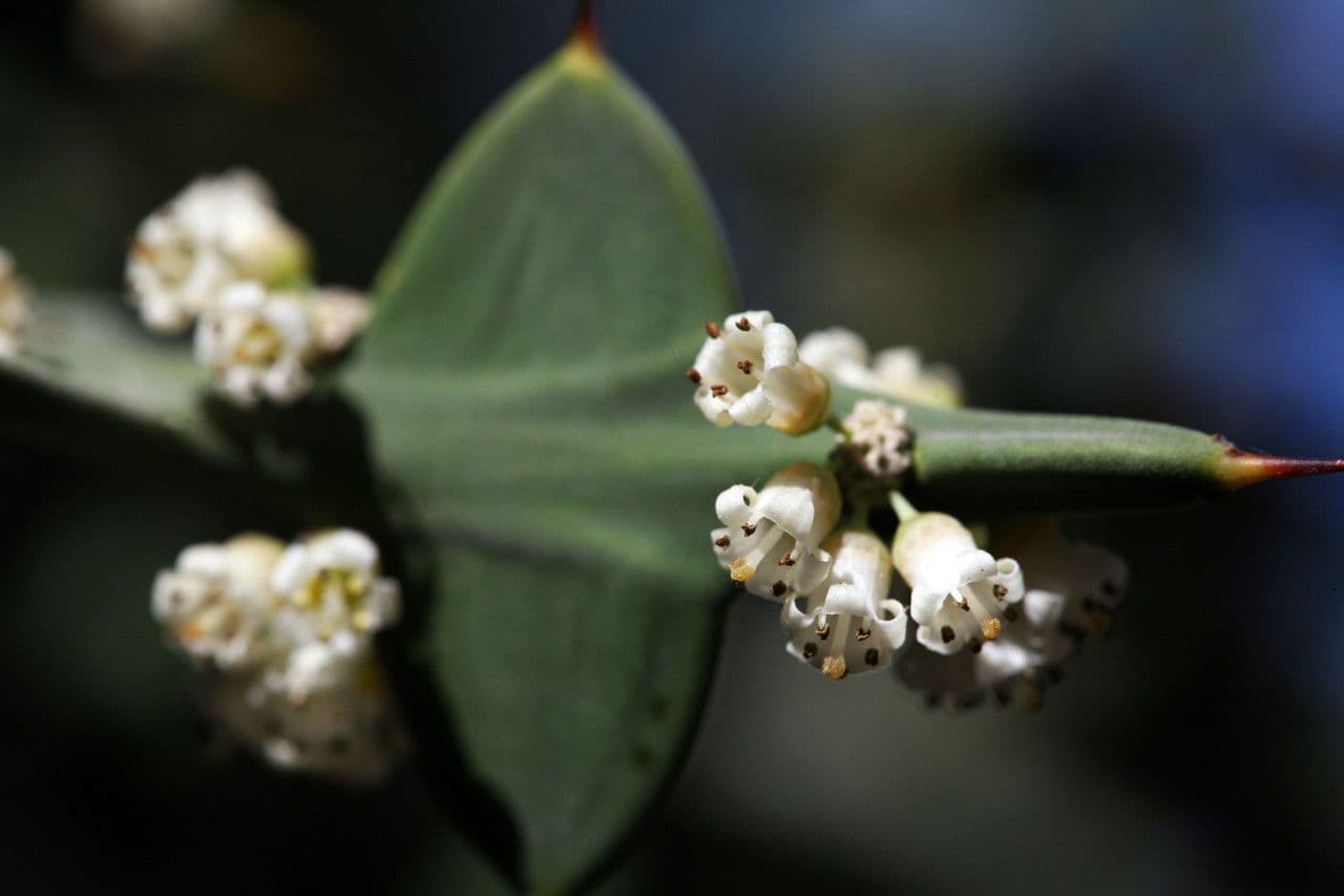 Colletia 3